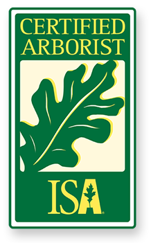 Pinellas Tree Removal Arborists